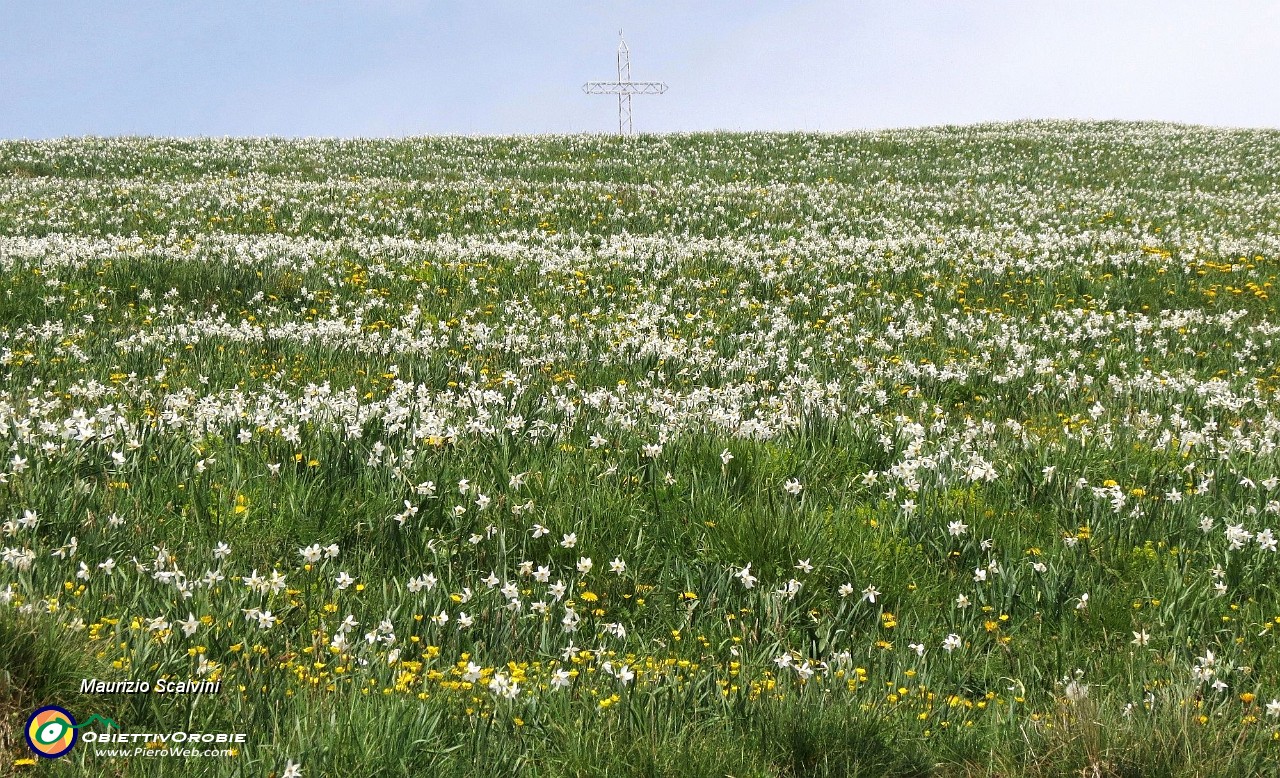 63 La straordinaria e profumatissima Narcisata del Linzone....JPG